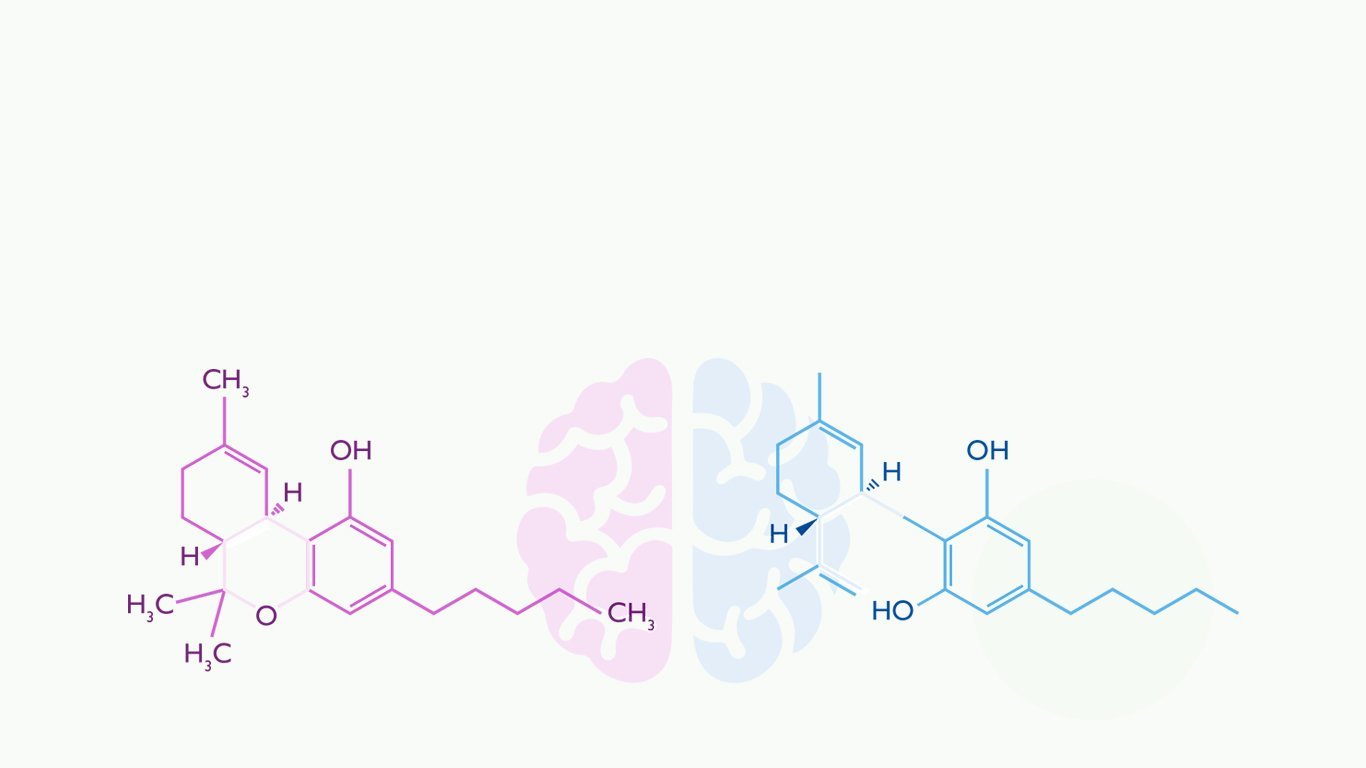 endocannabinoid system - BC Cannabis Stores